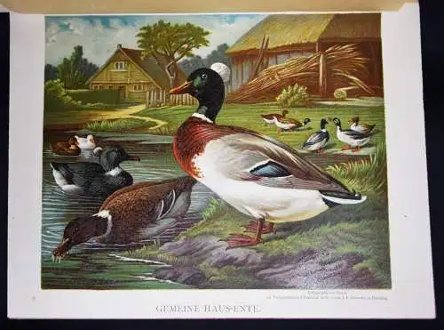 Maar, Illustrirtes Muster-Enten-Buch 1891 GEFLÜGEL ORNITHOLOGIE DUCKS