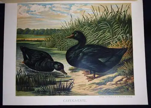 Maar, Illustrirtes Muster-Enten-Buch 1891 GEFLÜGEL ORNITHOLOGIE DUCKS