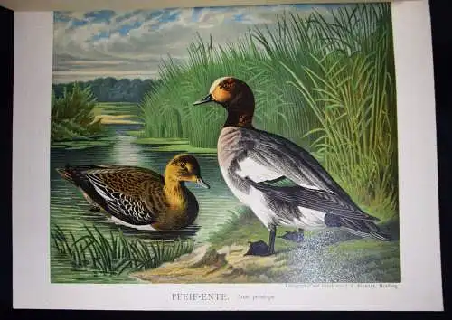 Maar, Illustrirtes Muster-Enten-Buch 1891 GEFLÜGEL ORNITHOLOGIE DUCKS