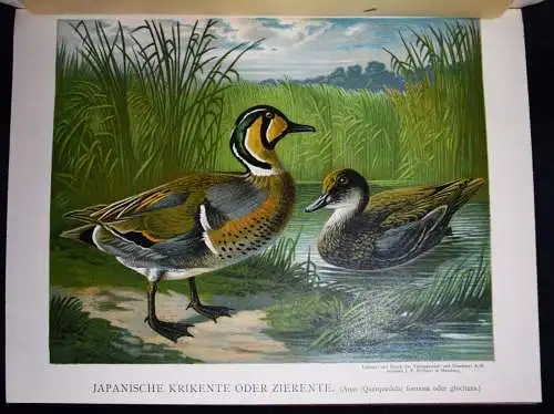 Maar, Illustrirtes Muster-Enten-Buch 1891 GEFLÜGEL ORNITHOLOGIE DUCKS