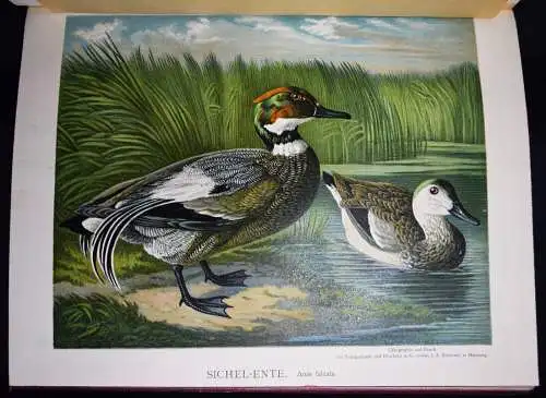 Maar, Illustrirtes Muster-Enten-Buch 1891 GEFLÜGEL ORNITHOLOGIE DUCKS