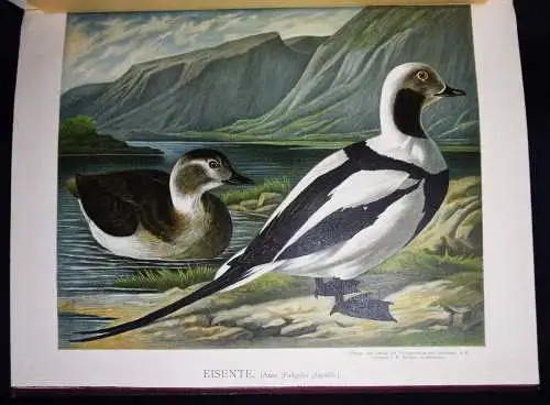 Maar, Illustrirtes Muster-Enten-Buch 1891 GEFLÜGEL ORNITHOLOGIE DUCKS