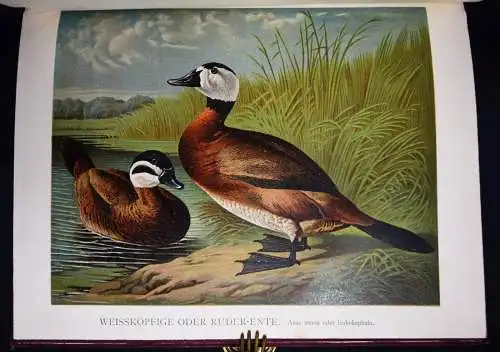 Maar, Illustrirtes Muster-Enten-Buch 1891 GEFLÜGEL ORNITHOLOGIE DUCKS