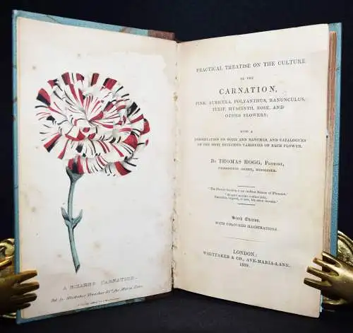 Hogg, A concise and practical treatise on the growth…1839 FLOWERS BLUMEN BOTANY