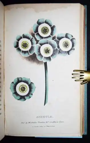 Hogg, A concise and practical treatise on the growth…1839 FLOWERS BLUMEN BOTANY