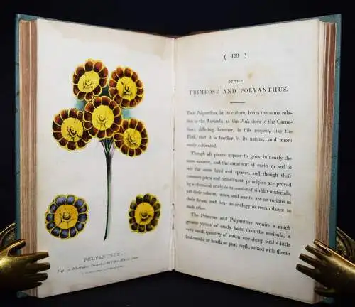 Hogg, A concise and practical treatise on the growth…1839 FLOWERS BLUMEN BOTANY