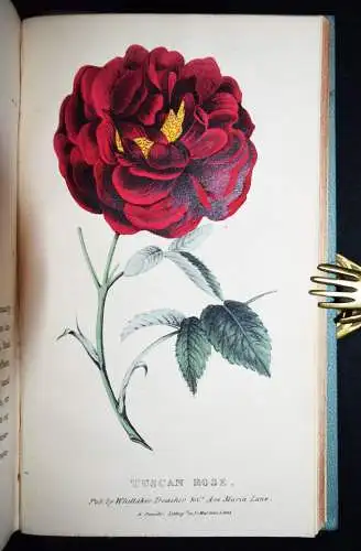 Hogg, A concise and practical treatise on the growth…1839 FLOWERS BLUMEN BOTANY