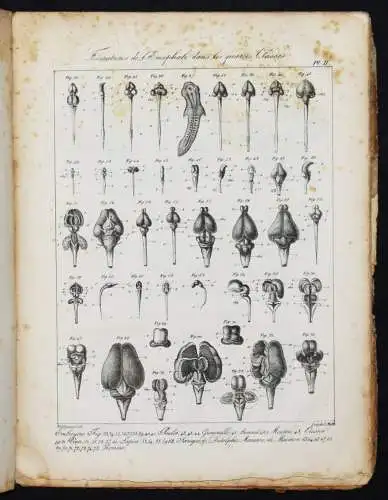 Serre, Anatomie comparee du cerveau - 1824 GEHRIN ANATOMIE NEUROCHIRURGIE