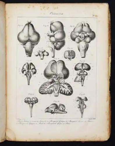 Serre, Anatomie comparee du cerveau - 1824 GEHRIN ANATOMIE NEUROCHIRURGIE