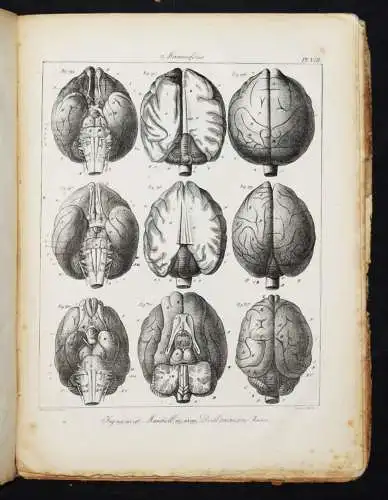 Serre, Anatomie comparee du cerveau - 1824 GEHRIN ANATOMIE NEUROCHIRURGIE