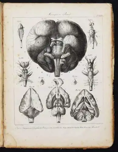 Serre, Anatomie comparee du cerveau - 1824 GEHRIN ANATOMIE NEUROCHIRURGIE