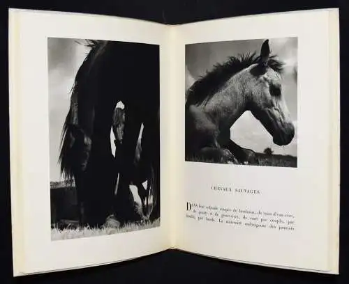 Dietrich, Terre - 1936 EINZIGE AUSGABE - TIERFOTOGRAFIE TIERE PFERDE