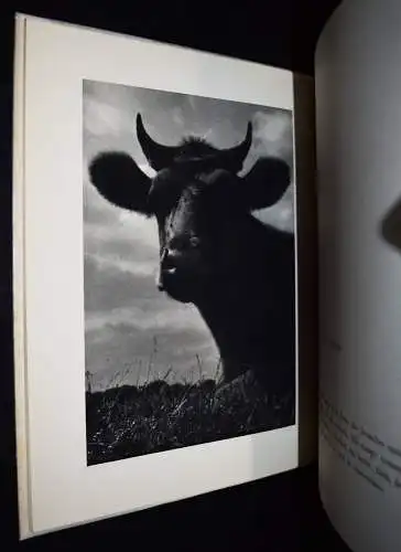 Dietrich, Terre - 1936 EINZIGE AUSGABE - TIERFOTOGRAFIE TIERE PFERDE