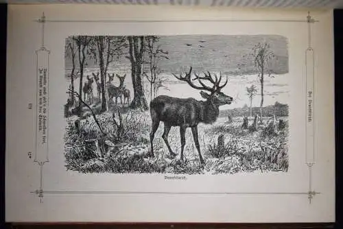 Thüngen, Wild und Wald - 1880 EINZIGE AUSGABE ILLUSTR. A. RICHTER JAGD JAGEN