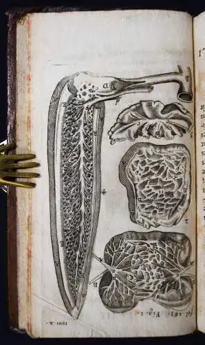 Barles, Les nouvelles decouvertes …  1676 CHIRURGIE ANATOMIE GYNECOLOGIE