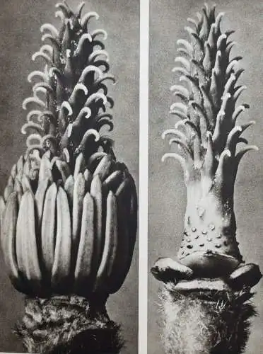 Karl Blossfeldt. Wundergarten der Natur - 1932 - BOTANIK