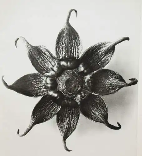 Karl Blossfeldt. Wundergarten der Natur - 1932 - BOTANIK