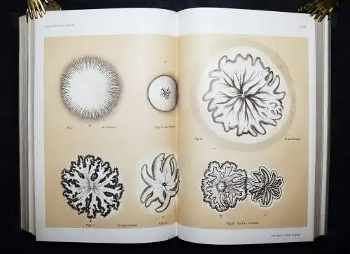 PHYSIK - Max Planck, Verdampfen, Schmelzen und Sublimiren 1882 ERSTE AUSGABE