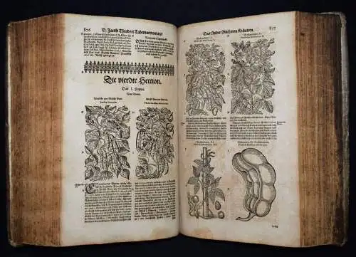 KRÄUTERBUCH 1664 KREUTERBUCH HEILPFLANZEN BOTANIK BOTANY HERBS Tabernaemontanus