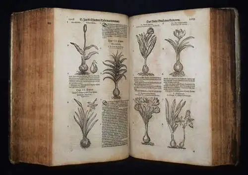 KRÄUTERBUCH 1664 KREUTERBUCH HEILPFLANZEN BOTANIK BOTANY HERBS Tabernaemontanus