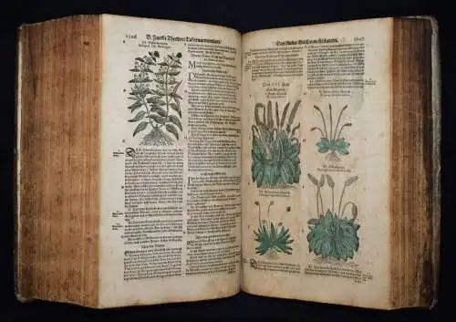 KRÄUTERBUCH 1664 KREUTERBUCH HEILPFLANZEN BOTANIK BOTANY HERBS Tabernaemontanus