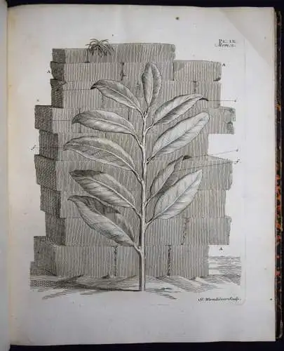 Bonnet, Recherches sur l’usage des feuilles dans les plantes 1754 BOTANIK