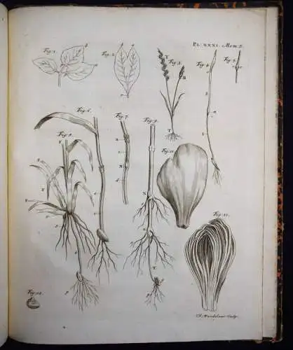Bonnet, Recherches sur l’usage des feuilles dans les plantes 1754 BOTANIK