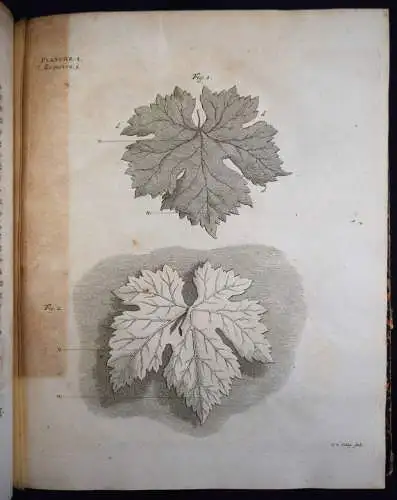 Bonnet, Recherches sur l’usage des feuilles dans les plantes 1754 BOTANIK