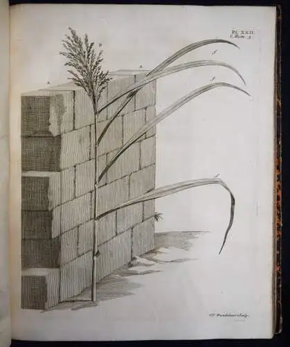 Bonnet, Recherches sur l’usage des feuilles dans les plantes 1754 BOTANIK