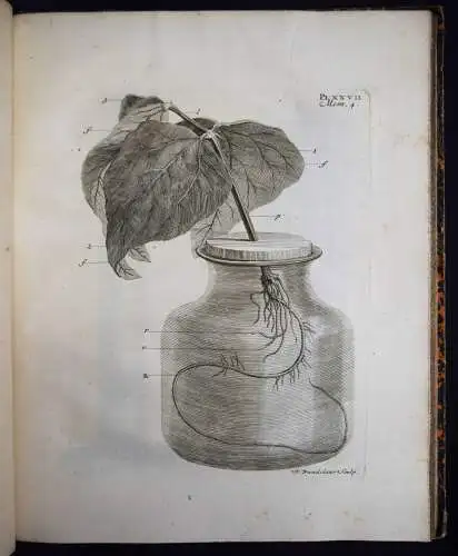 Bonnet, Recherches sur l’usage des feuilles dans les plantes 1754 BOTANIK