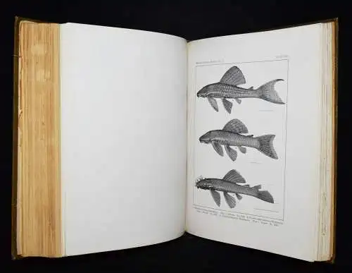 Holland, Memoires of the Carnegie Museum 1912 ICHTHYOLOGIE NEU GUINEA FISCHE