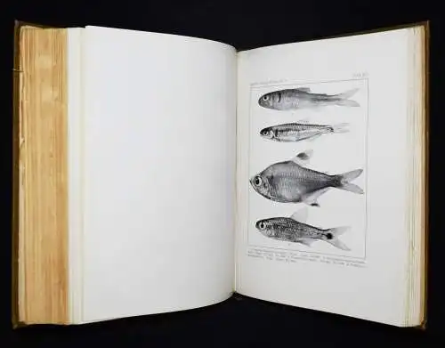 Holland, Memoires of the Carnegie Museum 1912 ICHTHYOLOGIE NEU GUINEA FISCHE