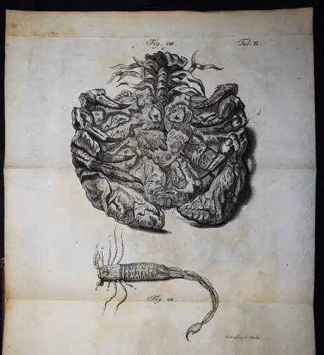 Abhandlungen der Naturforschenden Gesellschaft in Danzig 1747 PHYSIK ASTRONOMIE