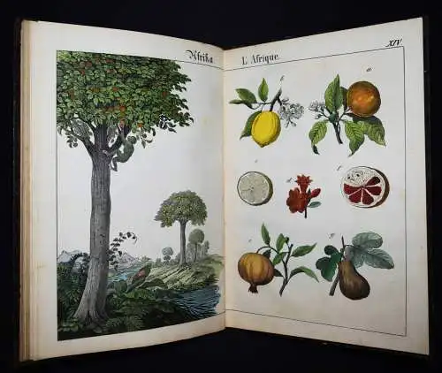 Schmid, Bilder zum Anschauungs-Unterricht. Schreiber 1846 BIEDERMEIER-BILDERBUCH