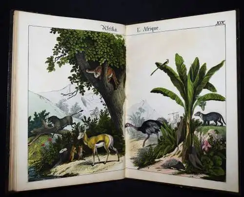 Schmid, Bilder zum Anschauungs-Unterricht. Schreiber 1846 BIEDERMEIER-BILDERBUCH