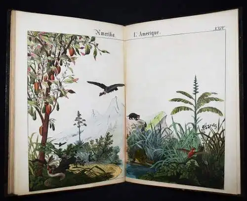 Schmid, Bilder zum Anschauungs-Unterricht. Schreiber 1846 BIEDERMEIER-BILDERBUCH