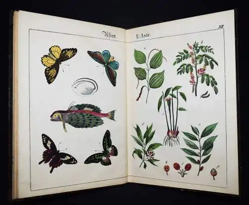 Schmid, Bilder zum Anschauungs-Unterricht. Schreiber 1846 BIEDERMEIER-BILDERBUCH