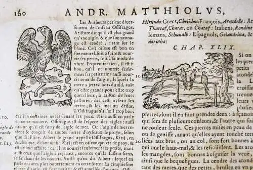 Matthioli, Les commentaires 1642 FOLIO-KRÄUTERBUCH KREUTERBUCH KREUTTERBUCH