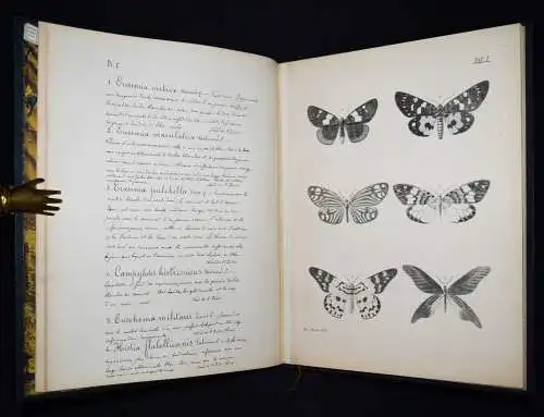 Preiss, Paul. Abbildungen...Nachtschmetterlinge 1888 SCHMETTERLINGE ENTOMOLOGIE
