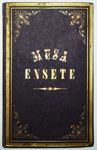 Wittmack, Musa Ensete - 1867 BANANE DISSERTATION BOTANIK