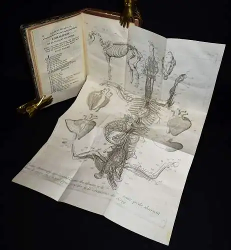Lafosse, Guide du marechal - 1803 CHEVAL HORSES PFERDEHALTUNG VETERINÄRMEDIZIN