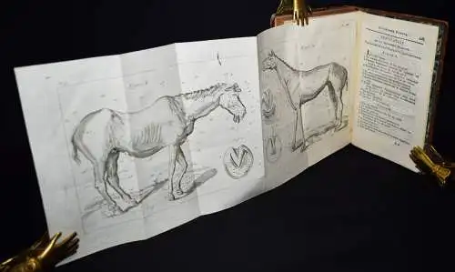 Lafosse, Guide du marechal - 1803 CHEVAL HORSES PFERDEHALTUNG VETERINÄRMEDIZIN