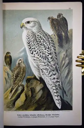Hennicke, Die Raubvögel Mitteleuropas - 1903 ORNITHOLOGIE VÖGEL ZOOLOGIE