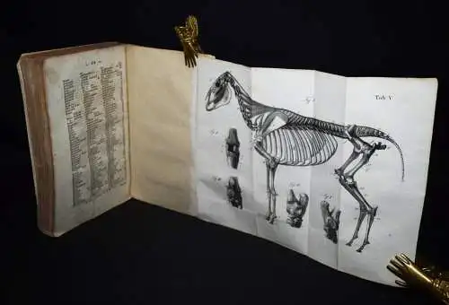 Dieterichs, Handbuch der praktischen Pferdekenntniss - 1835 PFERDE PFERDEHALTUNG