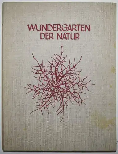 Blossfeldt. Wundergarten der Natur 1928 SELTENE PORTFOLIO-AUSGABE ! - BOTANIK