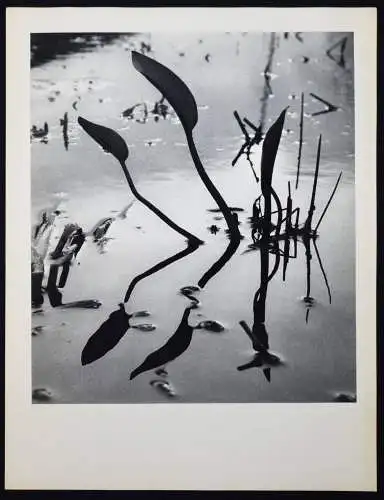 Tournier, Lucien Clergue - 1972 SIGNED NUM 1/40 + ORIG.-PHOTOGRAPH