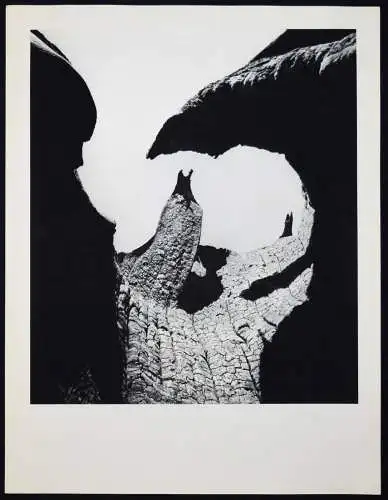 Tournier, Lucien Clergue - 1972 SIGNED NUM 1/40 + ORIG.-PHOTOGRAPH