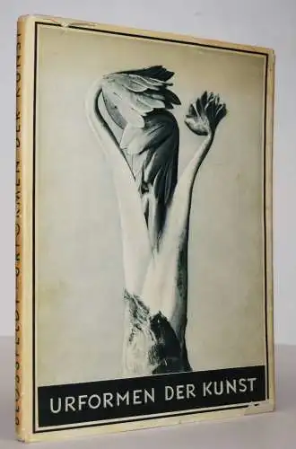 Blossfeldt, Karl. Urformen der Kunst - 1953 BOTANIK NEUE SACHLICHKEIT