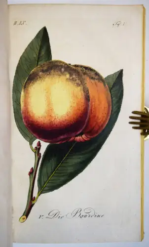 OBST OBSTBAU 1798 - Sickler, Der teutsche Obstgärtner oder gemeinnütziges Magazi