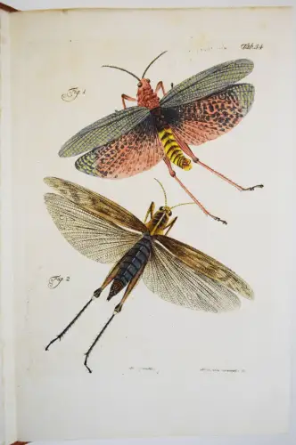 Füssli, Archiv der Insectengeschichte 1781-1786 ENTOMOLOGIE ZOOLOGIE INSEKTEN